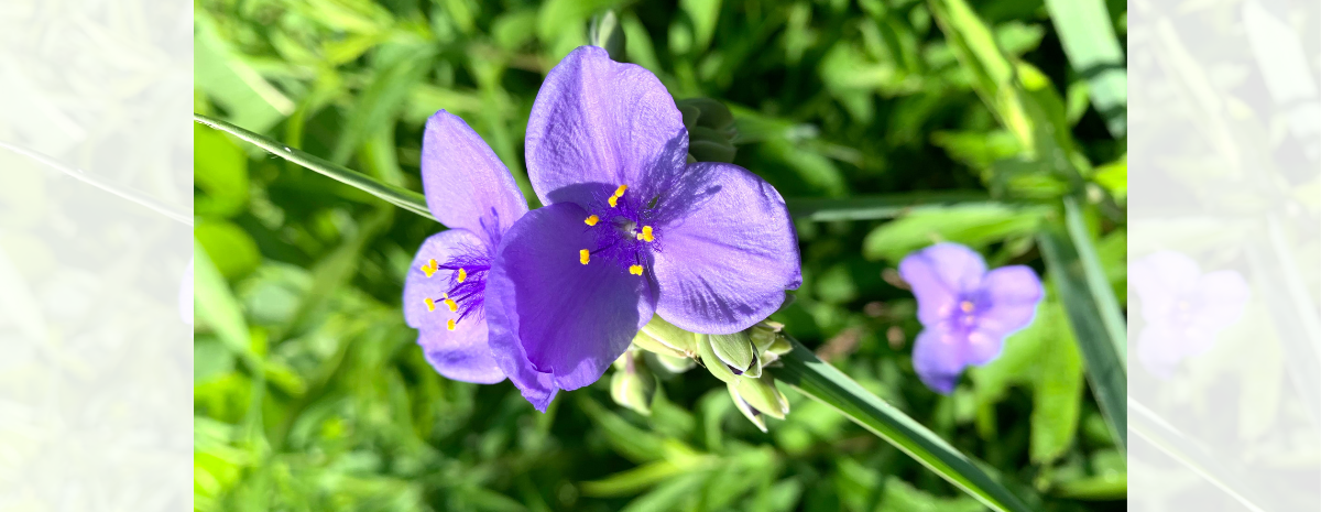 Exploring Edible Spring: Learn, Walk, Taste with Rabia and Andrew | May 21
