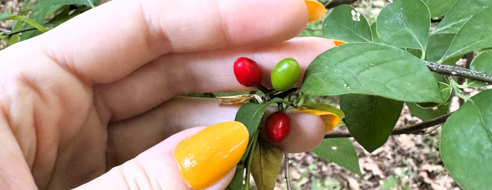 Fall Foraging | Exploring Medicinal Nature